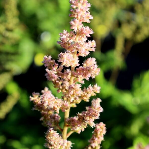 Garden Goods Direct | Astilbe Visions in Pink