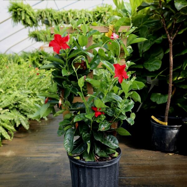 Garden Goods Direct | Red Mandevilla